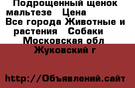 Подрощенный щенок мальтезе › Цена ­ 15 000 - Все города Животные и растения » Собаки   . Московская обл.,Жуковский г.